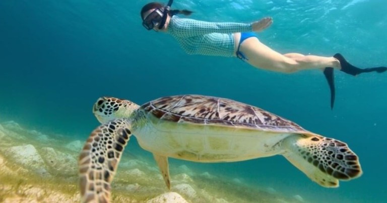 Person snorkeling near a large sea turtle underwater.
