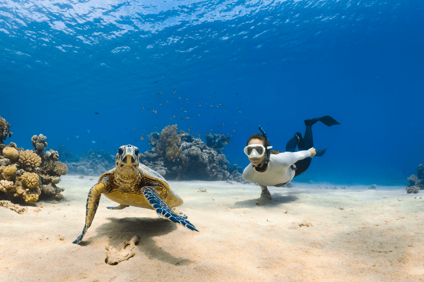 Best Snorkeling in St. Thomas: Top Spots and What to Expect