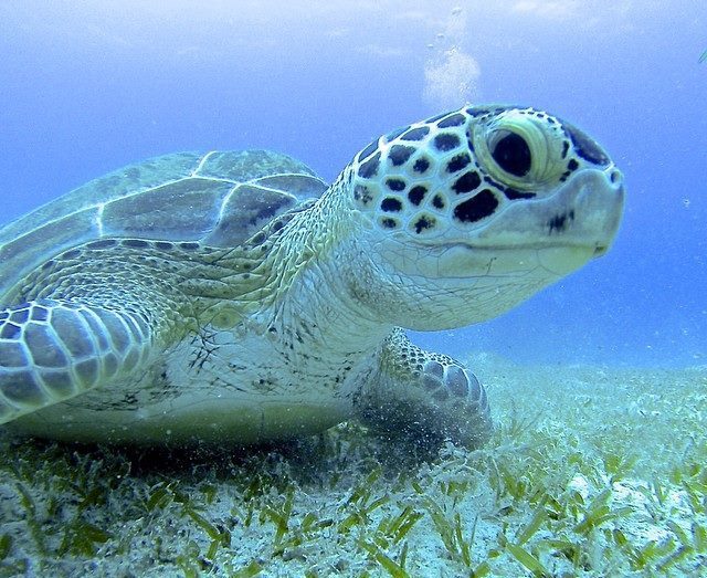 Sea turtle swimming over ocean floor with seagrass.