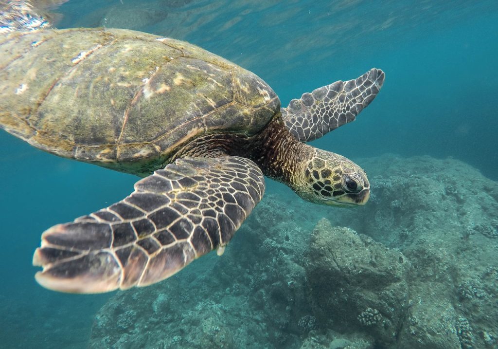 Sea turtle swimming underwater near coral.