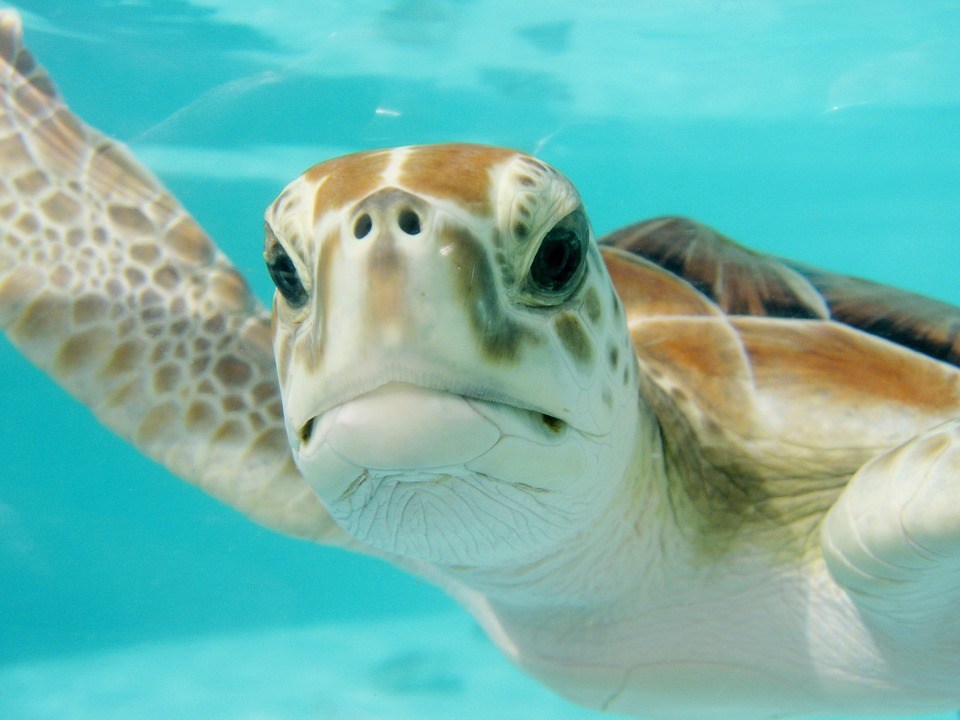 Close-up of a sea turtle swimming underwater with a blue background.