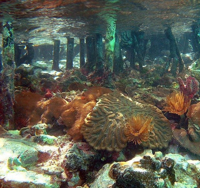 Underwater view of coral reef with colorful corals and sponges in shallow water near wooden pier.
