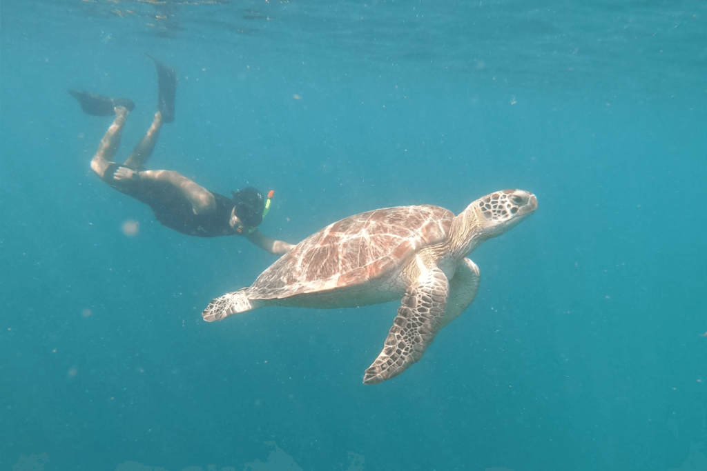Swimming with Turtles in St. Thomas: Best Spots and Tips